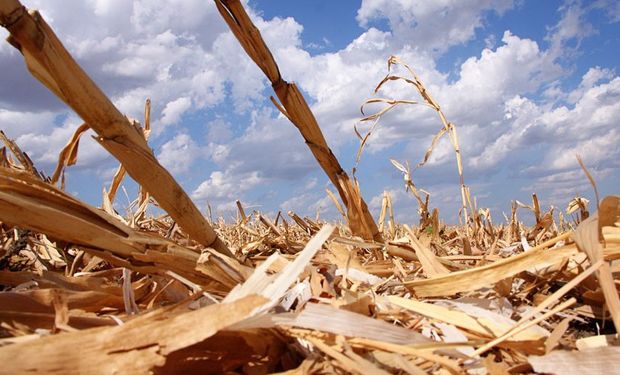 Advierten la importancia del maíz para el ambiente