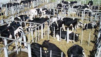 Impuesto a las ganancias: valuación de la hacienda en la  explotación tambera