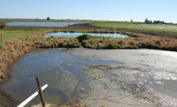 En ADA estiman que habrían sido 400 los productores -muchos de cría bovina- los que efectivamente recibieron las facturas.