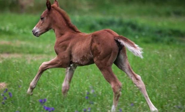 Científicos argentinos clonaron un caballo y salió con el sexo opuesto: “Es insólito”