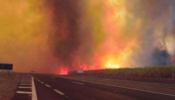 Perdas de 59 mil hectares de cana, mais de 300 animais mortos: os prejuízos do agro com fogo em SP