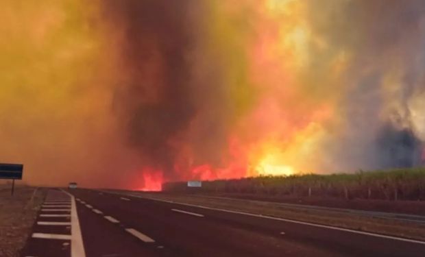 Perdas de 59 mil hectares de cana, mais de 300 animais mortos: os prejuízos do agro com fogo em SP