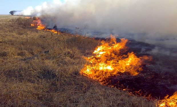 Declaran la emergencia agropecuaria por incendios en campos y sequía en La Pampa