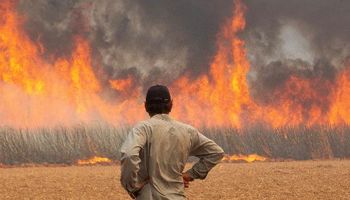 Orplana estima prejuízo de R$ 350 milhões por incêndios em canaviais 