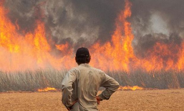 Orplana estima prejuízo de R$ 350 milhões por incêndios em canaviais 