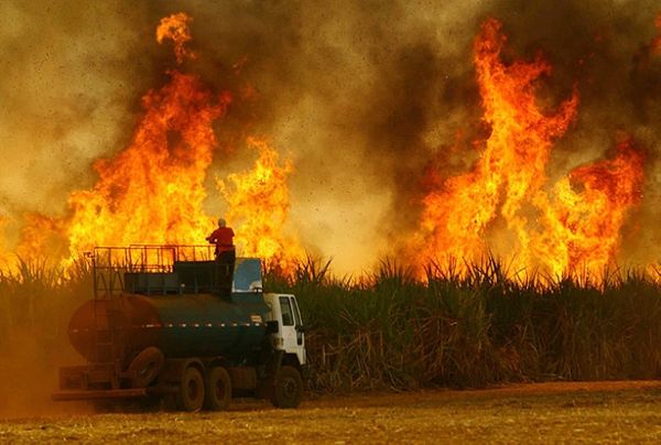 canavial_incendio2