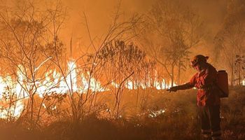 Fogo pelo Brasil: estados anunciam medidas emergenciais e senadores querem agravar penas em crimes de incêndio