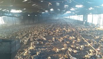 Establecimiento avícola sufrió un incendio y perdió casi 20 mil pollos 