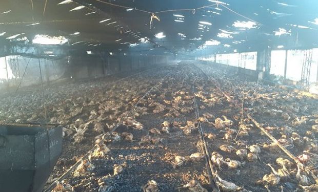 Establecimiento avícola sufrió un incendio y perdió casi 20 mil pollos 