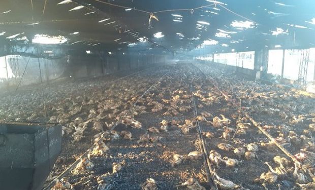 Establecimiento avícola sufrió un incendio y perdió casi 20 mil pollos