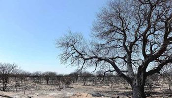 Incendio destruyó cosecha de girasol