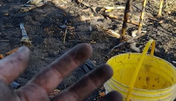 Grave: denuncian la quema de maíz en un campo santafesino, que se suma a los recientes hechos de vandalismo