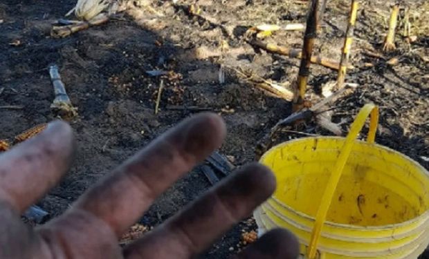 Grave: denuncian la quema de maíz en un campo santafesino, que se suma a los recientes hechos de vandalismo