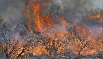 Mendoza: los incendios afectan 120 mil hectáreas