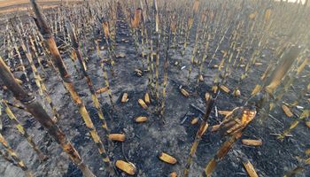 Video: un incendio intencional consumió 30 hectáreas de maíz y 5 de trigo