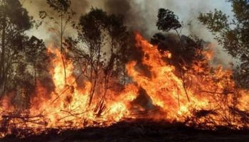 Pedido de ayuda de productores: solo en Corrientes y Misiones se quemaron 170.000 hectáreas