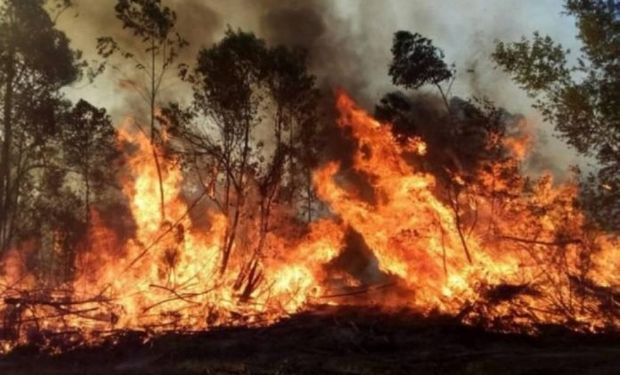 Pedido de ayuda de productores: solo en Corrientes y Misiones se quemaron 170.000 hectáreas