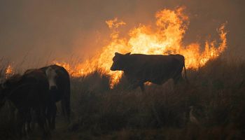 Córdoba presentó un plan para mitigar los incendios rurales que alcanzará a 7000 productores ganaderos