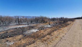 Incendios en Córdoba: 249 productores perdieron animales, colmenas y vegetación por las llamas