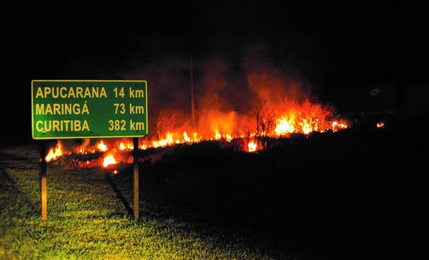 "Uma área que pegou fogo nunca mais vai voltar a ser como era na nossa escala de tempo", diz técnico. (foto - Faep)