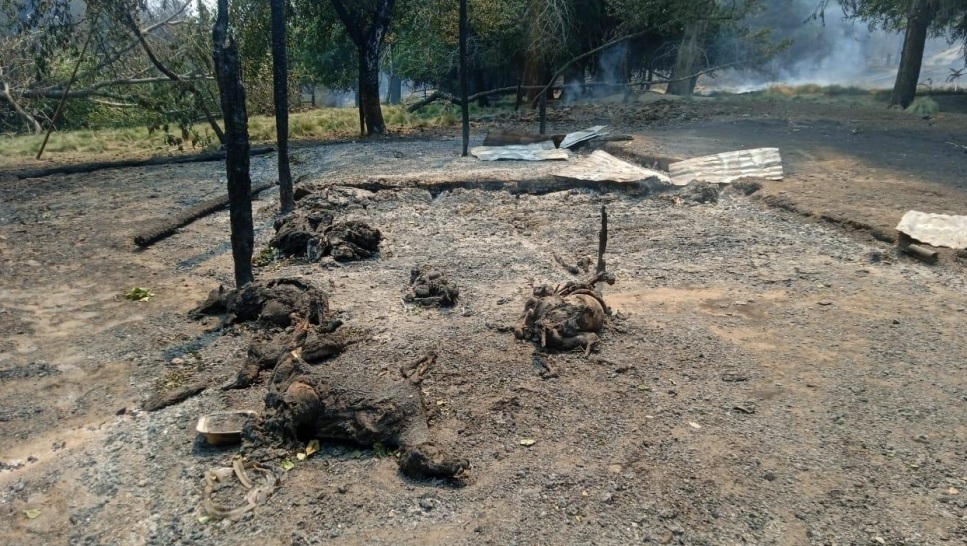 noticiaspuertosantacruz.com.ar - Imagen extraida de: https://news.agrofy.com.ar/noticia/212059/desolador-y-catastrofico-fuego-patagonia-arraso-mas-2626-hectareas-productores-hay