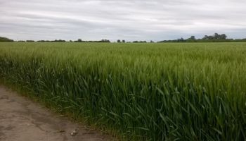 Incertidumbre climática sobre los precios de trigo 2016/17