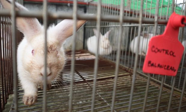 Reutilizan residuos agroindustriales y los convierten en alimento para conejos: tiene impacto económico y ambiental