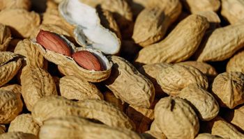 MS terá nova indústria de amendoim com investimento de R$ 30 milhões