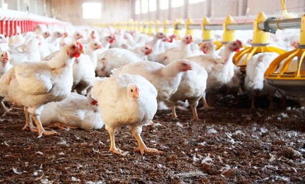 En Argentina el mercado avícola tiene un volumen de producción anual superior a los 2 millones de toneladas -se triplicó desde 2002- y factura alrededor de 3.000 millones de dólares.