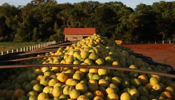Indústria inicia negociações da laranja com ofertas abaixo da safra passada
