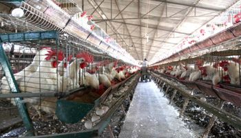 Avícolas piden compensaciones y preocupan las importaciones