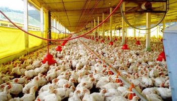 Exportaciones del sector avícola cayeron casi 10%