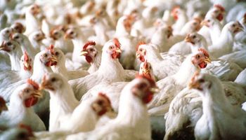 Bondades y crecimiento de la industria avícola 