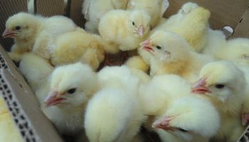 Mercado avícola en Uruguay: denuncian contrabando y matanza 