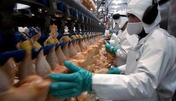 Aseguran que en 2020 el pollo será la carne más consumida en el mundo