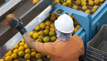 Indústria da laranja paralisa fábricas por safra menor e baixa qualidade das frutas 