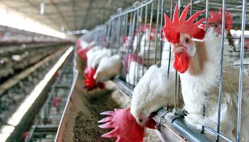 SENASA toma medidas para prevenir el ingreso del virus de influenza aviar a la Argentina
