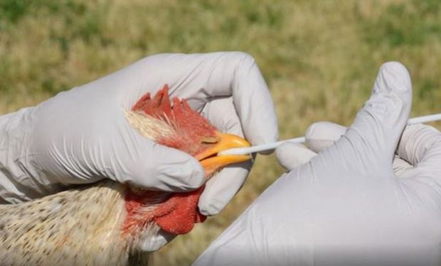 Gripe aviar: China informó el primer caso humano de H10N3