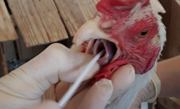 Holanda disse ontem (dia 21) que irá abater 29 mil frangos em uma fazenda no Norte do país após a detecção da gripe aviária. (foto - Seapdr-RS)