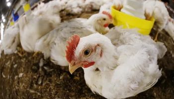 Gripe aviária: Chile suspende exportação de carne de aves