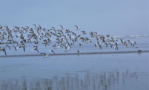 Até a atualização mais recente do Mapa, o Brasil soma 95 focos de gripe aviária (93 em aves silvestres e duas em aves de subsistência)