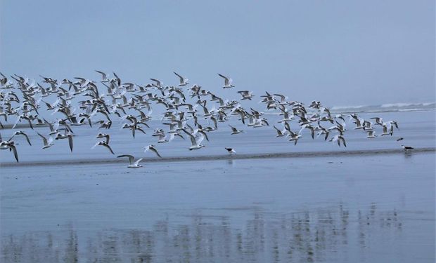 Agora, o Brasil soma 152 focos de gripe aviária - são 144 em aves silvestres, 5 em mamíferos aquáticos e 3 em aves de subsistência.
