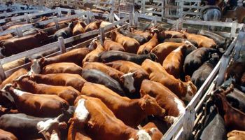 Carne: elevada informalidad en la cadena productiva