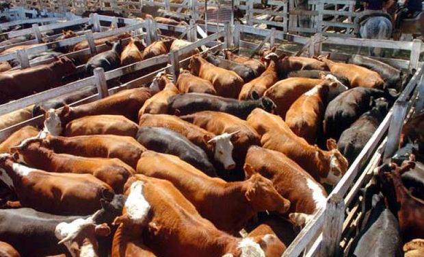 Carne: para exportadores se evaden u$s 1.080 millones.