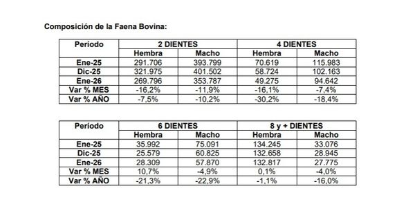 Informe de faena y producción bovina