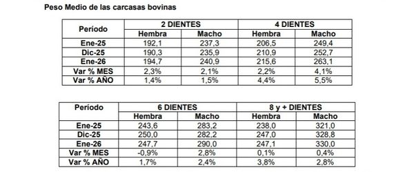 Informe de faena y producción bovina