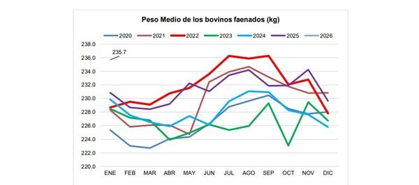 Informe de faena y producción bovina