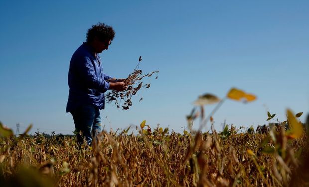 Ingenieros agrónomos y Ley de Educación Ambiental: la mirada desde la ruralidad