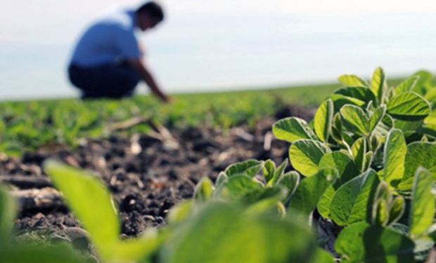 Ingenieros agrónomos ponen reparos sobre el proyecto de ley agroindustrial: “Es una devolución de favores a entidades”