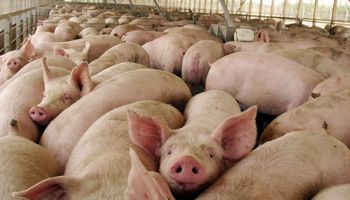 Río Negro: Justicia Federal suspendió el ingreso de la carne de cerdo